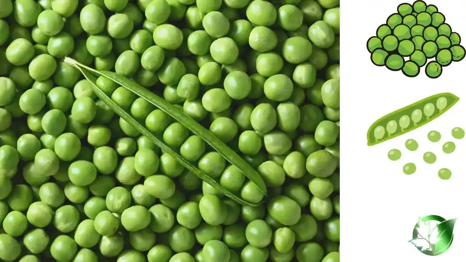 Wholesale packaging for Frozen Peas can be planned for retail, hospitality supply, customer-brand, or industrial-scale distribution.